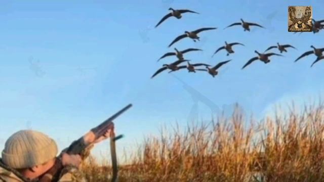 Охота на гуся правила охоты смотреть онлайн