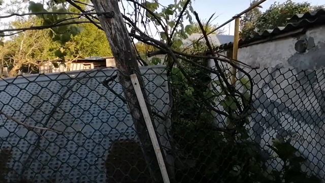 Жизнь в станице🐔. Собираем черешню🍒. смотреть онлайн