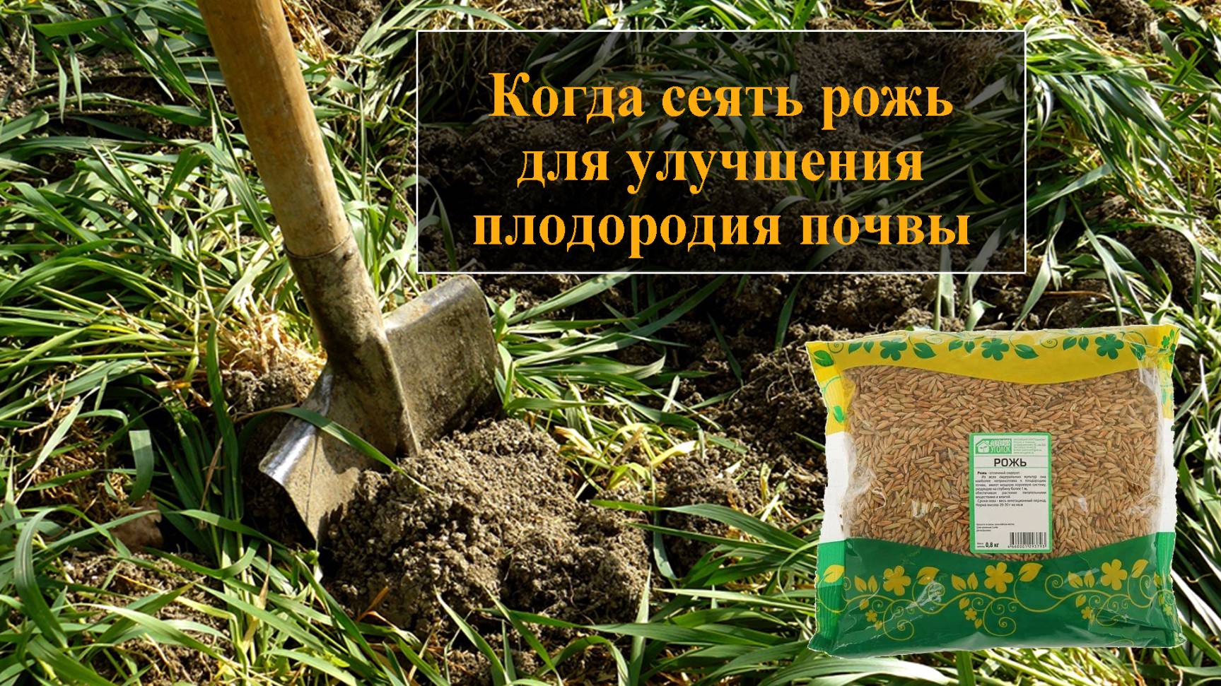 Рожь как сидерат Обязательно посадите для улучшения почвы смотреть онлайн