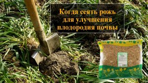 Рожь как сидерат  Обязательно посадите для улучшения почвы