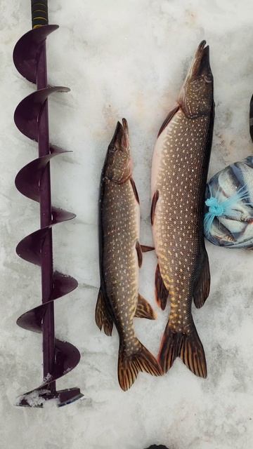 Отчёт с Анрюшинского водохранилища. Щука. Сорога.