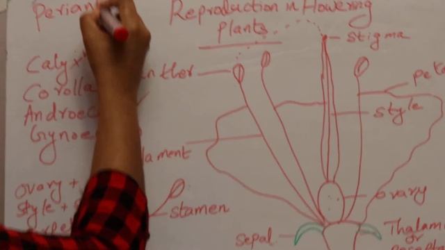 Reproduction in Flowering plants part 1 class 12 смотреть онлайн