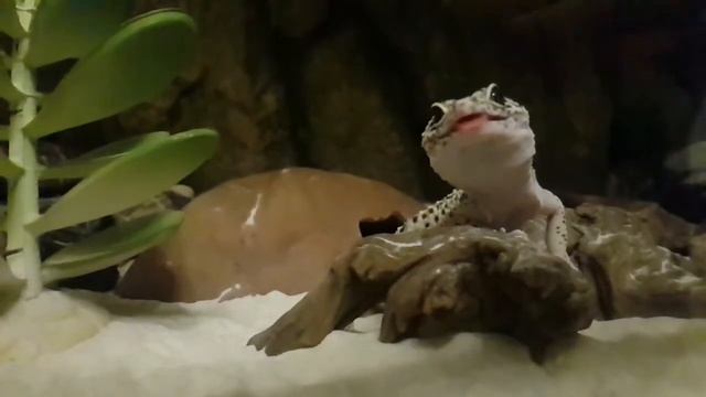 Hunter смотреть онлайн