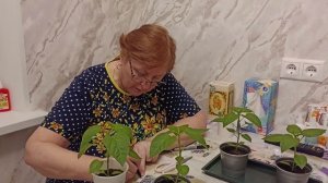 Как увеличить урожай перцев. Когда прищипывать.