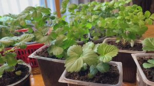 ШОКИРУЮЩИЙ РЕЗУЛЬТАТ! Как вырастить КЛУБНИКУ и ЗЕМЛЯНИКУ без усилий!