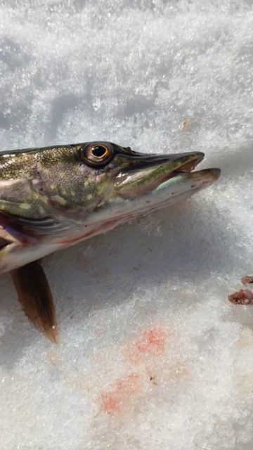 Отчёт. Последний лёд 2025 год. Щука. Подлещик. Сорога. Закрытие сезона твёрдой воды.