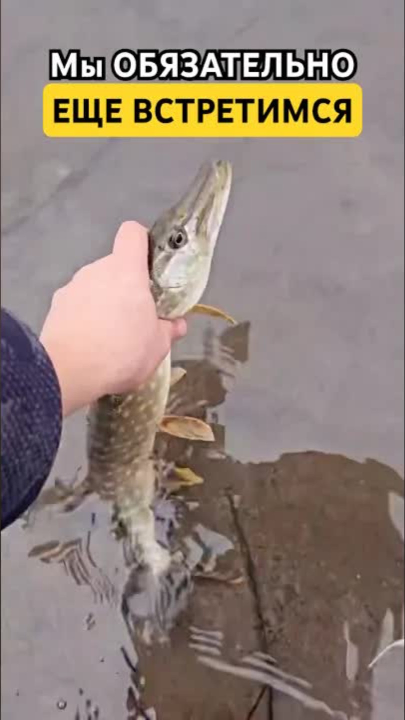 Отпустил щуку подростать! #село #деревня #рыбалка #рыба #рыбак #fishing #пруд #щука #щуканаджиг смотреть онлайн