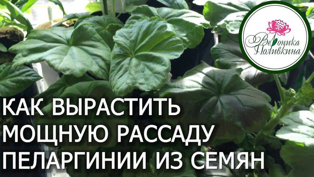 Как вырастить пеларгонию из семян смотреть онлайн