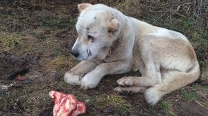 Избавились от белого Алабая , второй день лежит у дороги, плохо кушает