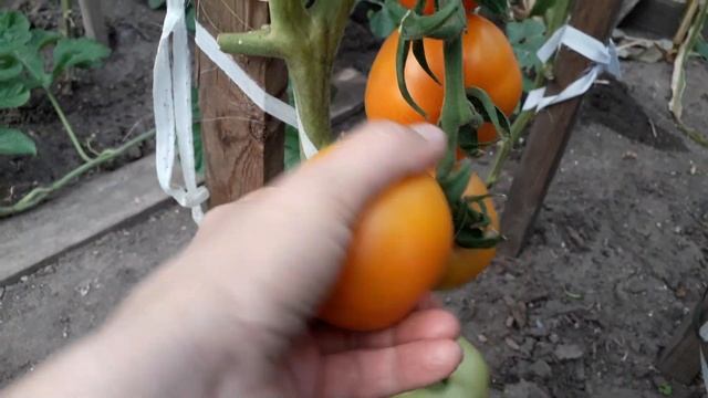 🍅ТОМАТЫ СОБИРАЮ В СЕНТЯБРЕ 2023 - ХУРМА, ЖЕЛТАЯ РАКЕТА, ОЧАРОВАНИЕ, ЙЕТИНА МАТЬ, СИБИРЯЧОК. смотреть онлайн