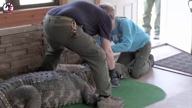 Illegal Alligator Seized in New York Home || Blind Alligator Rescue || Wildlife Crisis смотреть онлайн