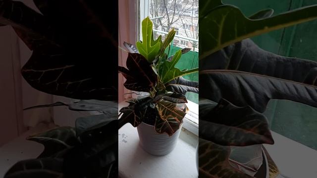 Догляд за кротоном, розмноження смотреть онлайн