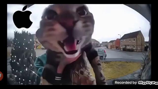 cat meows into door camera meme but famous смотреть онлайн