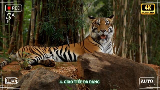 Bí Mật Về Loài Hổ: Khám Phá Vua Của Muôn Loài | HD Vũ Minh смотреть онлайн