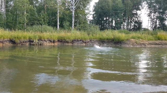 Купание в пруду 28.07.2020г. смотреть онлайн