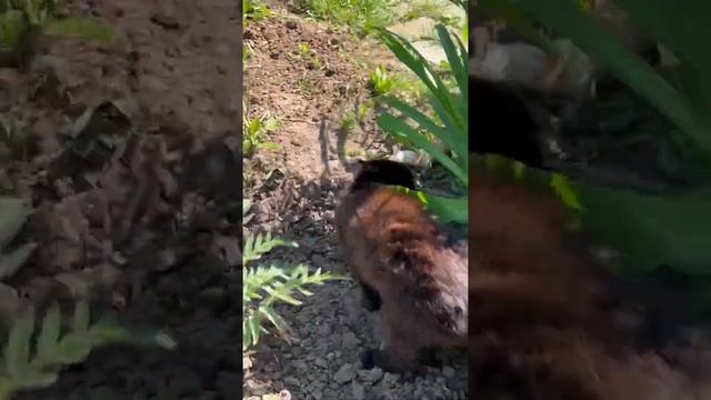 Хулиганистый Черныш опять зашугал на улице романтика-домоседа Пикселя 🐈🐈⬛ #коты #котывоители смотреть онлайн