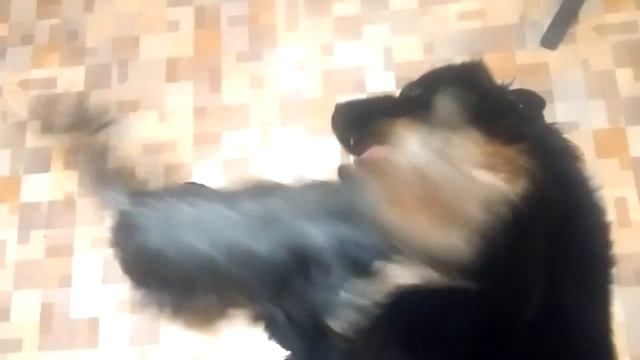 Парки с Лиской смотреть онлайн