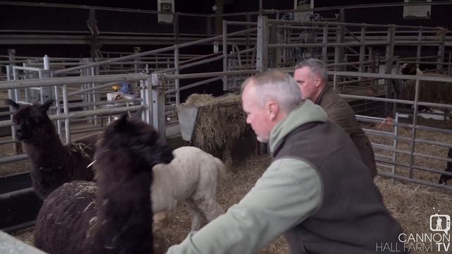 Saying goodbye to Alfie the Alpaca - Cannon Hall Farm смотреть онлайн