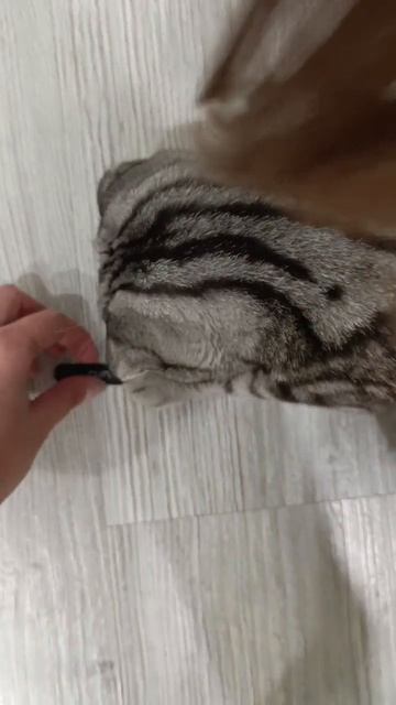 Нападает на палочку