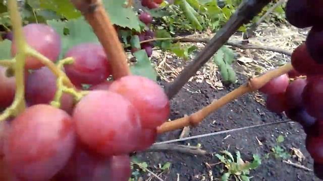Виноград Лада-Т. смотреть онлайн