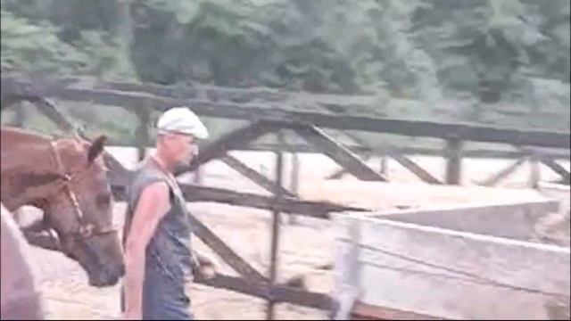 Хитрожопая лошадь