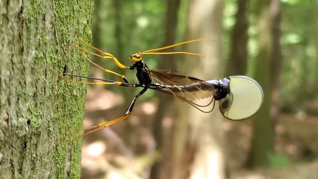 Megarhyssa atrata смотреть онлайн
