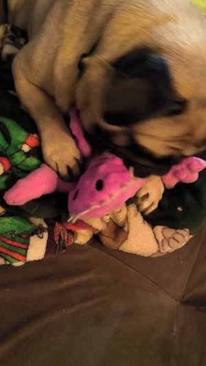 Крокодильи слюни