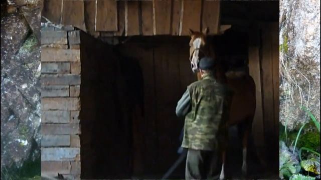 Случной сезон на конюшне