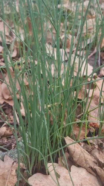 ДЖУСАЙ, вкусная, полезная весенняя трава. ПРИРОДА весной. смотреть онлайн