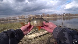 ОКУНЬ на отводной поводок. р.ДОН Открытие сезона 2025