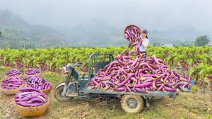 Use 3-Wheeled Truck To Harvest And Transport Lots Of Eggplant Goes To Sell At Countryside Market