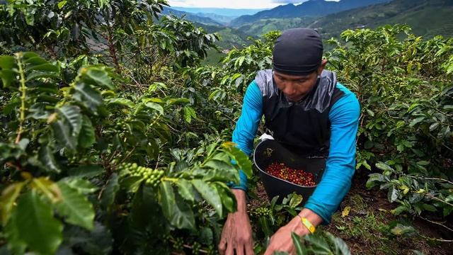 Top 5 countries that produce the most amount of coffee | Know where your coffee comes from... смотреть онлайн