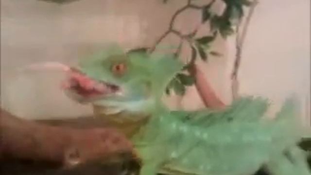 basiliscus plumifrons смотреть онлайн
