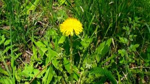 Как выглядят цветущие одуванчики
