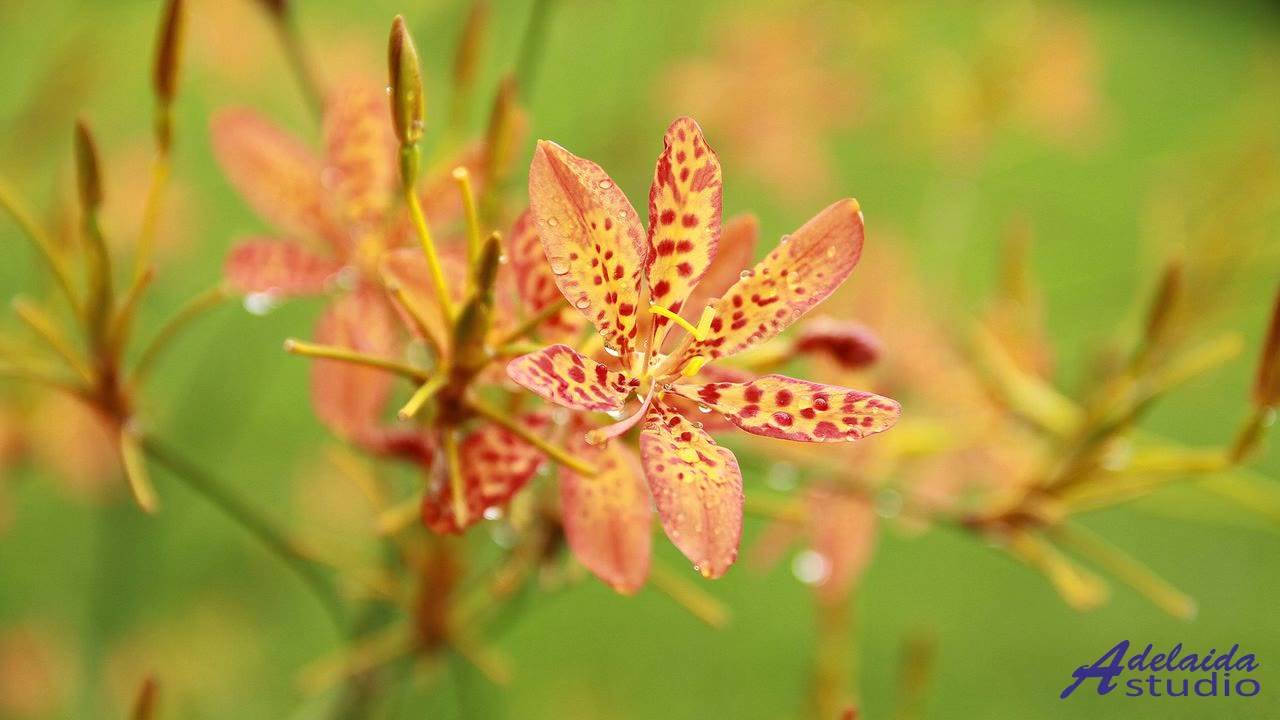 ❤ ♥ ❤ Умопомрачительная композиция для наслаждения  Upbeat Feelings -- BlackTrendMusic -- Upbeat Fol