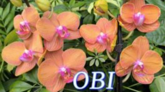 №1055/ НЕБОЛЬШАЯ поставка СВЕЖИХ орхидей в OBI смотреть онлайн