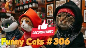 Смешные коты #306