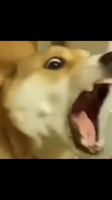 Бешеная собака #shorts смотреть онлайн