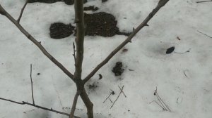 Обрезка и формирование 3х летнего саженца груши.