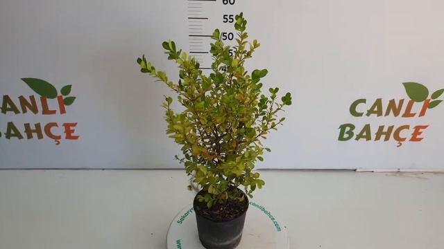 Şimşir Fidanı (Buxus Sempervirens rotundifolia) смотреть онлайн