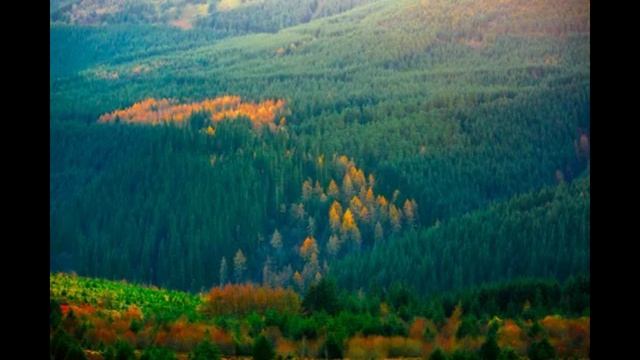 1 час песни бескрайняя тайга смотреть онлайн