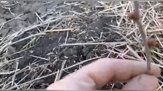 Огородные будни #деревня #хутор # жизнь в деревне