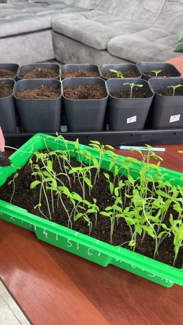 Помидоры, помидоры. смотреть онлайн