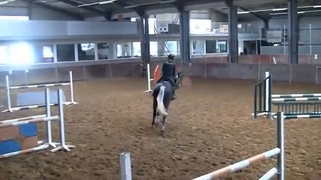7yo Gelding- Just backed ***FOR SALE*** смотреть онлайн