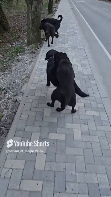 Послание от Гекаты))) Провожают меня до дома. #ритуал #геката #собакигекаты #вернутьресурсы #shorts смотреть онлайн