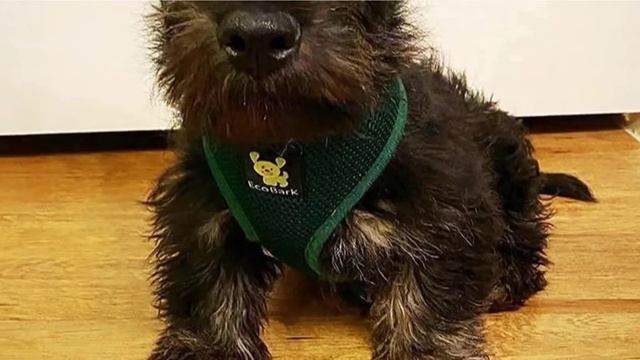 Best Harness for Dog In 2024 - Top 10 Harness for Dogs Review смотреть онлайн