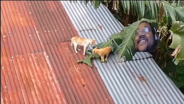 KARATE CAT EPIC CAT FIGHT REACTION