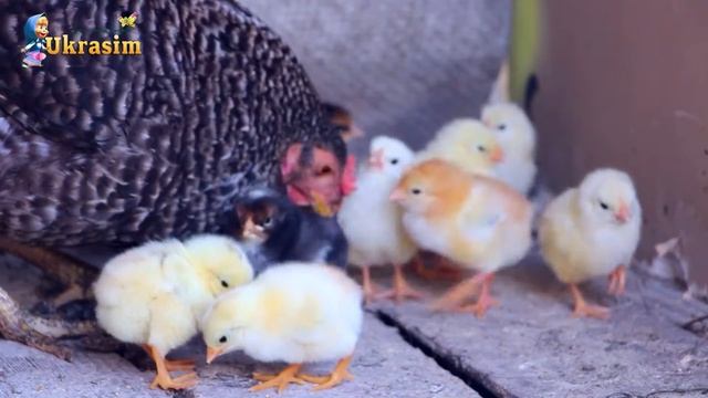 Little chickens with chicken. Mother Hen 🐔 Protecting Chicks 🐥 Cute Mama Hen and Chicks Videos 🐣 смотреть онлайн