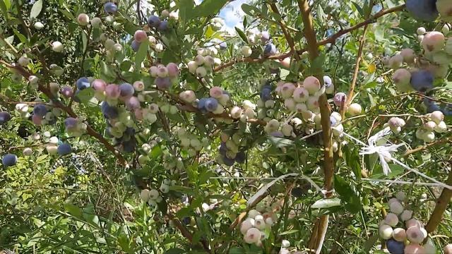 Blueberry. Урожай голубики семнадцати сортов ( 4К ) смотреть онлайн