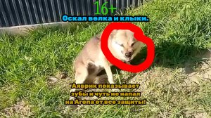Оскал волка Аяврик. Нападение волка на Агопа. Клыки волка. EDIT. РУИЕД.